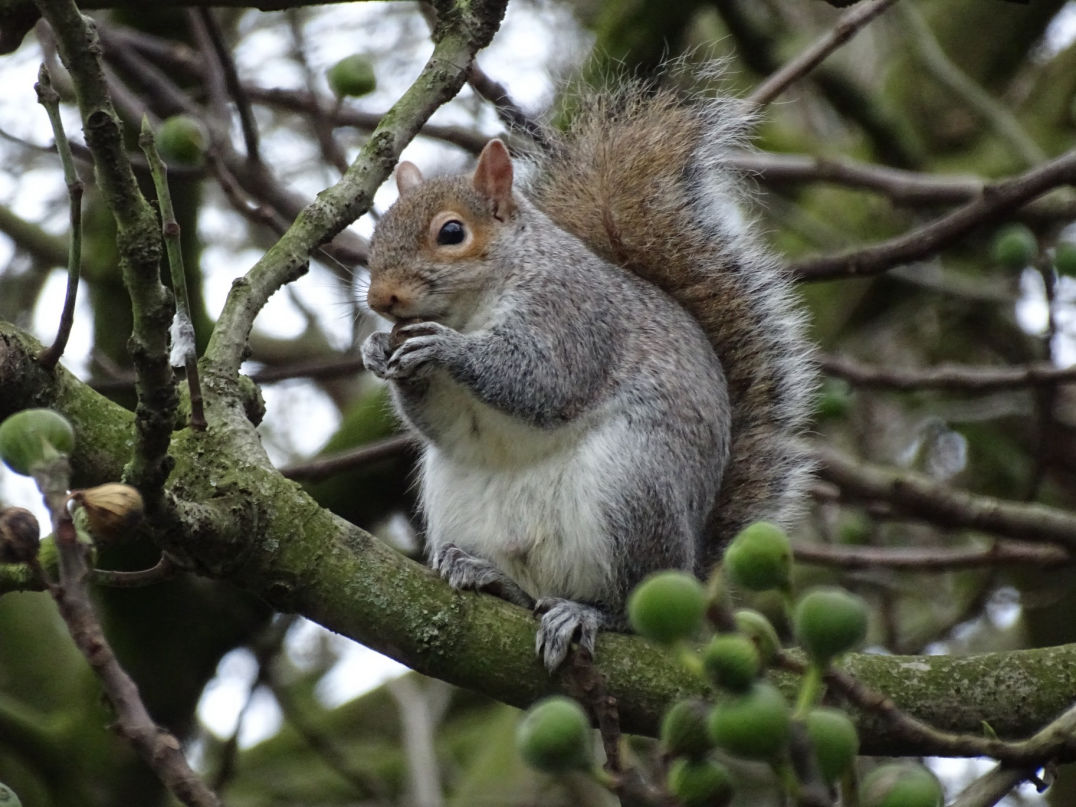 Squirrel - February 2020