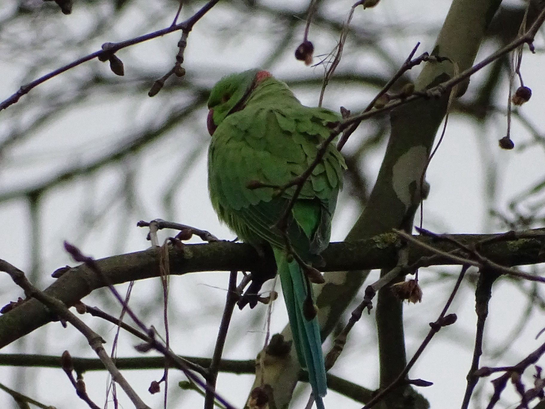 Parrot - Hyde Park