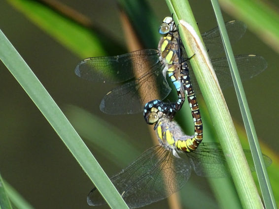 Dragonfly - Hillier Gardens August