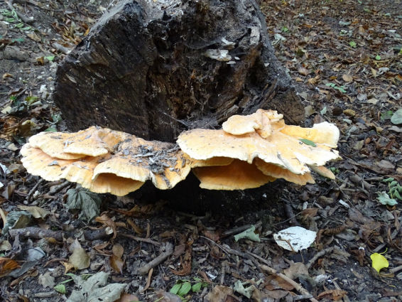 Fungi - Southwick Park September 2020