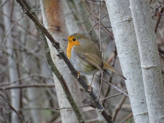 Robin - Alver Valley Country Park November 2020
